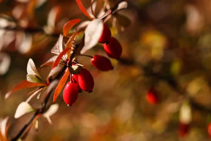 How Does Berberine Benefit Liver Health?